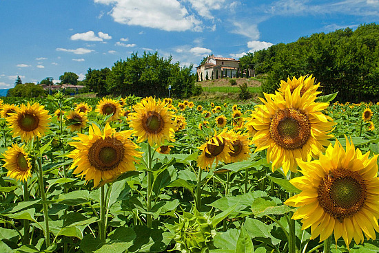 Sunflowers w/House